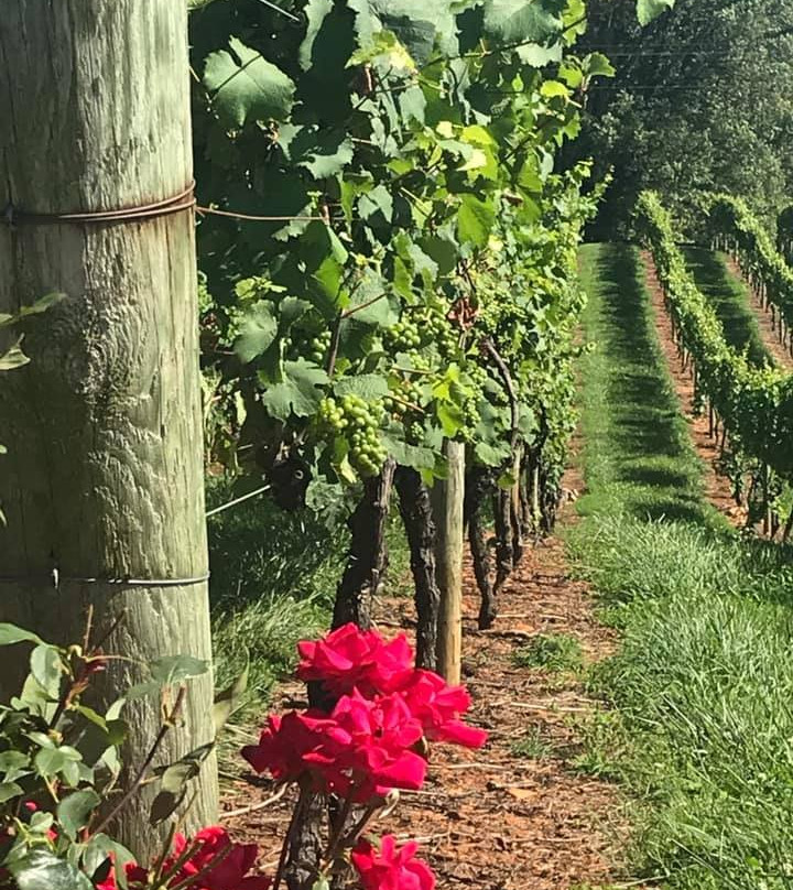 Yadkin Valley Wine Tours景点图片