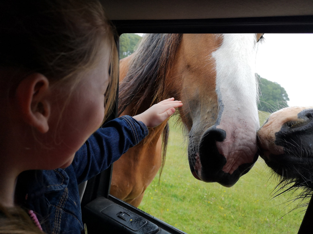 The 3 Rs Horse Rescue Centre景点图片