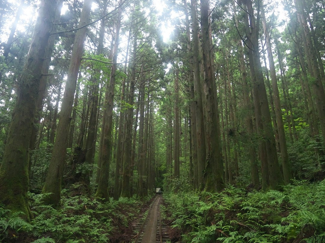 Yaksushima Trecking, Jomon Japanese Cedar Course景点图片