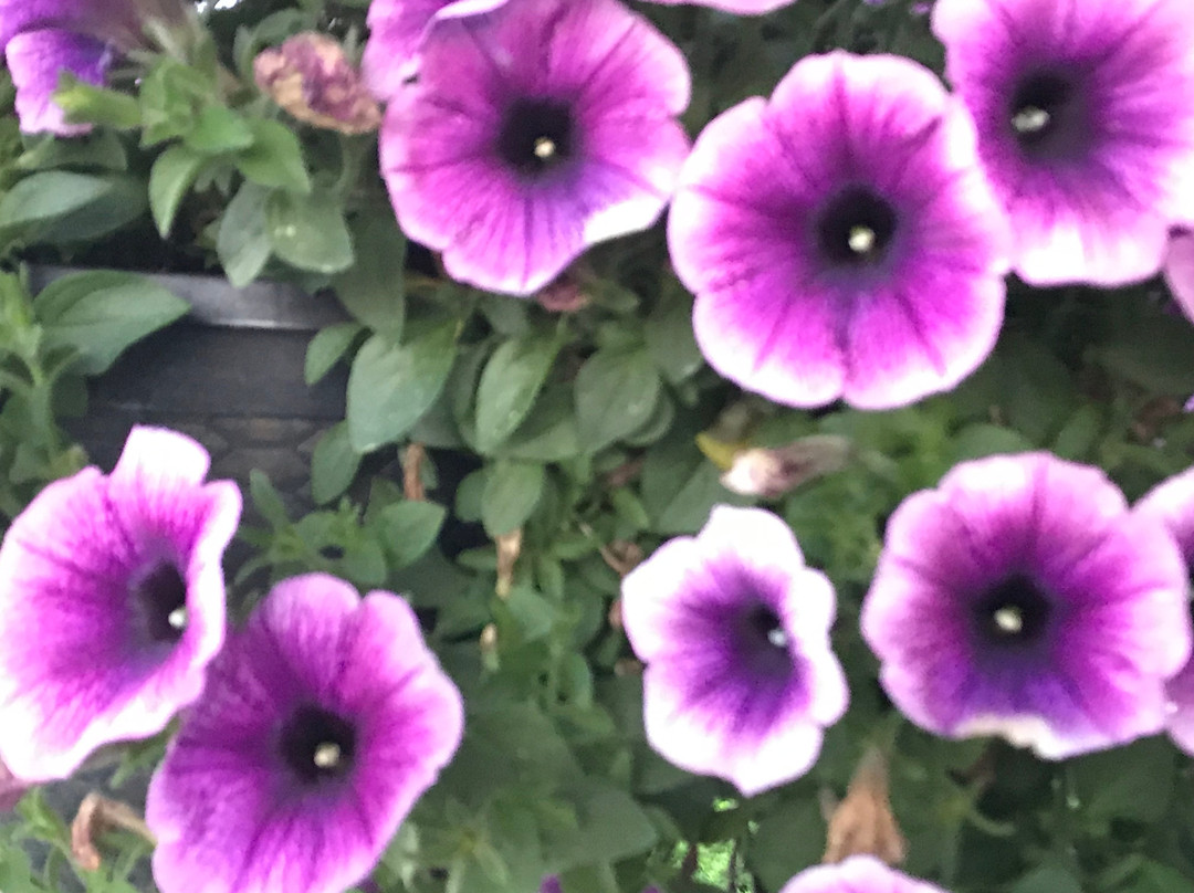 Spouter Inn Bed and Breakfast主图