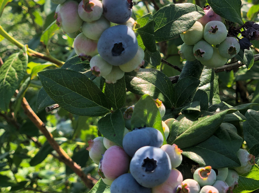 The Greig Farm-Red Hook必去景点