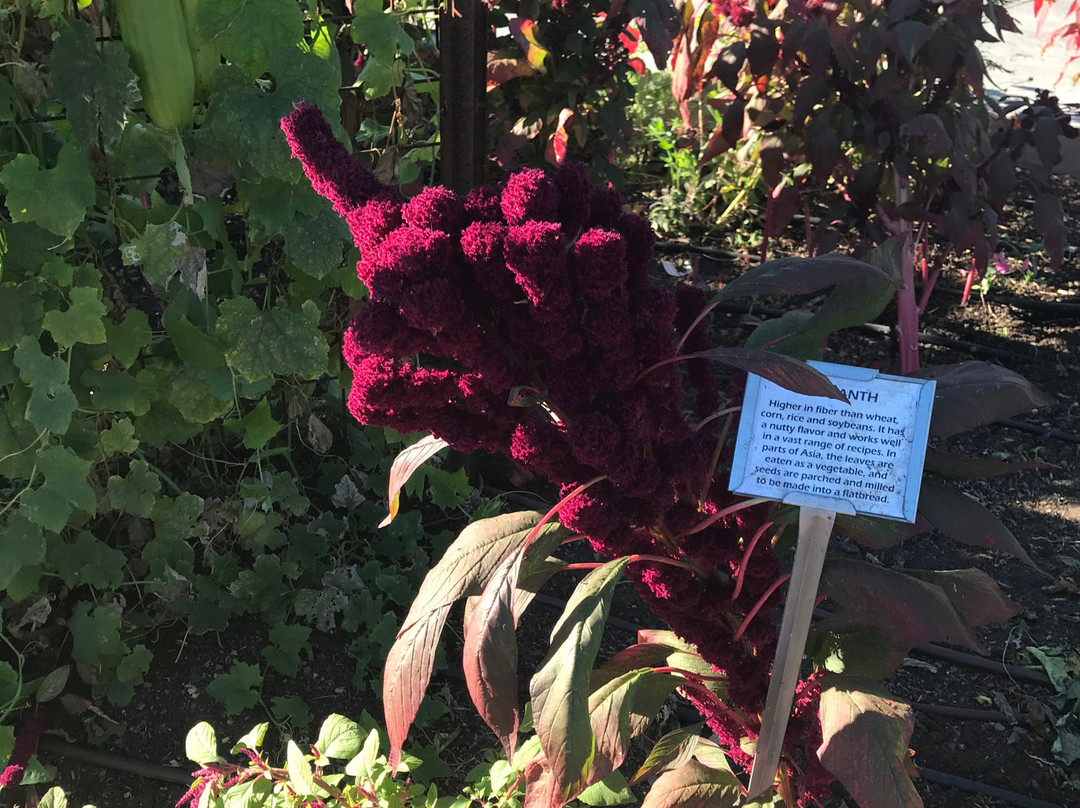 Cakebread Cellars-拉瑟福德必去景点