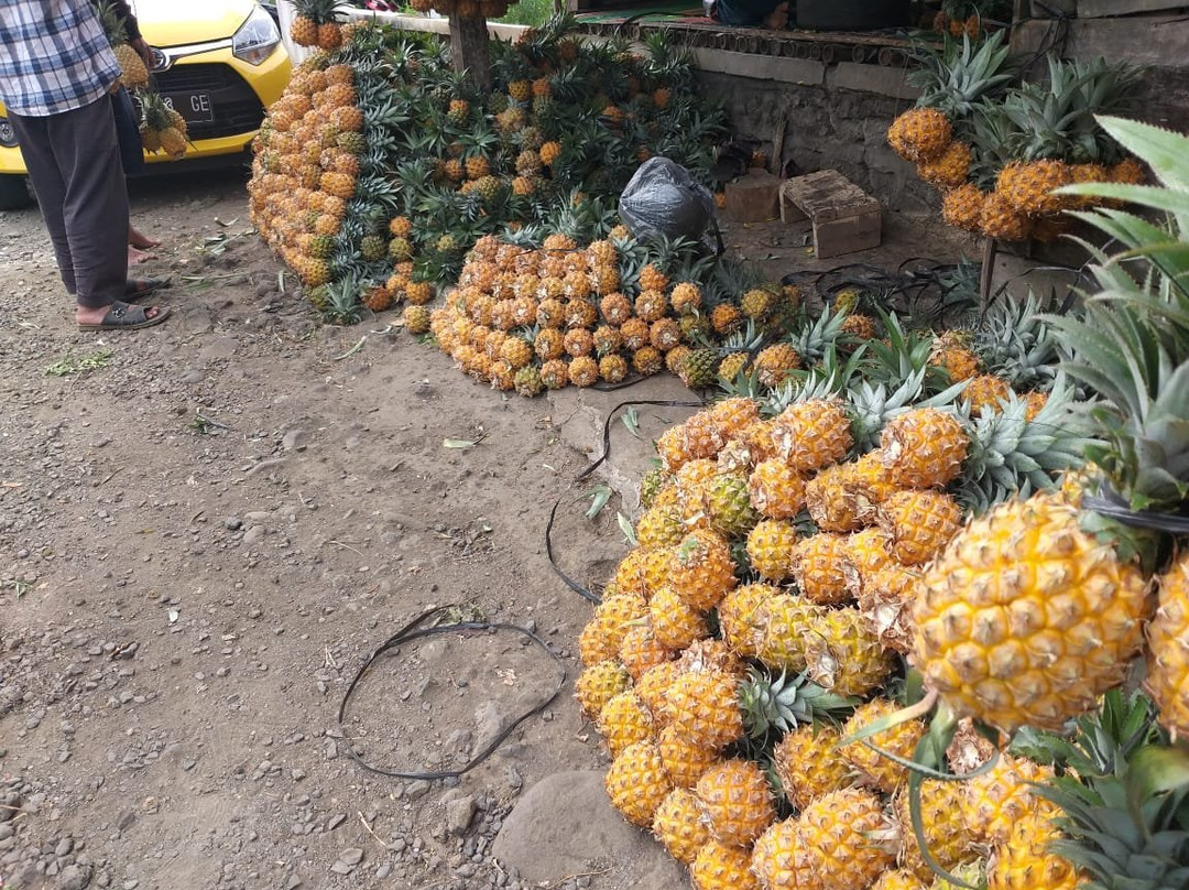 Nanas Madu Pemalang景点图片