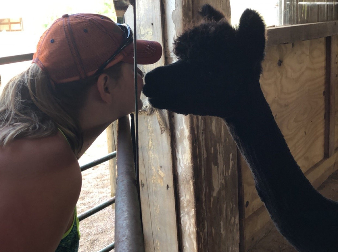 Sabamba Alpaca Ranch and Bed & Breakfast主图