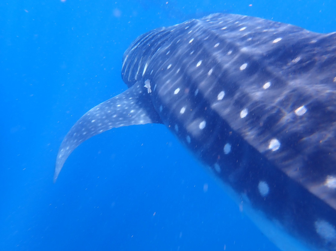 Swim With Whale Sharks-坎昆必去景点