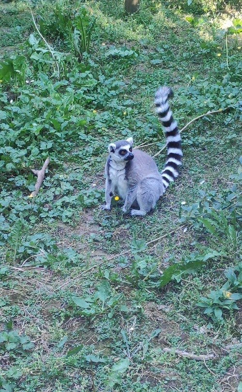 Zoo De Santillana Del Mar景点图片