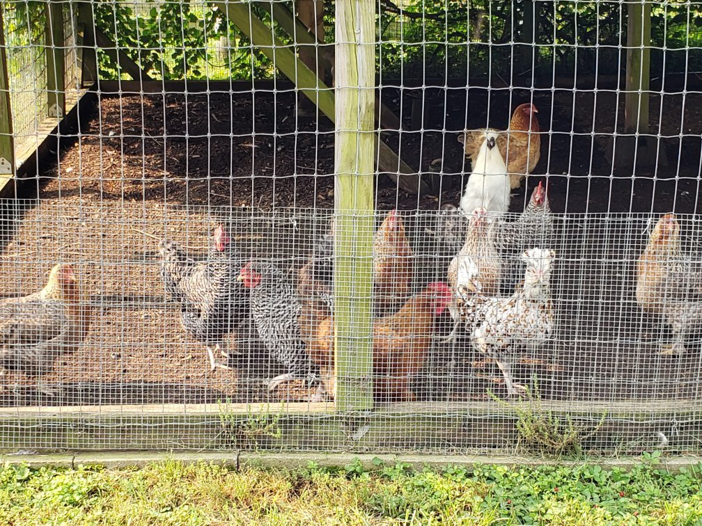 Nellysford Country Inn主图