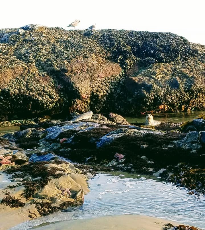 The Waldport Inn主图