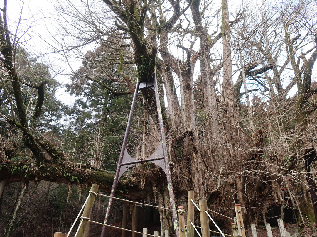 The Ginkgo Tree at Bodaiji Temple-奈义町必去景点