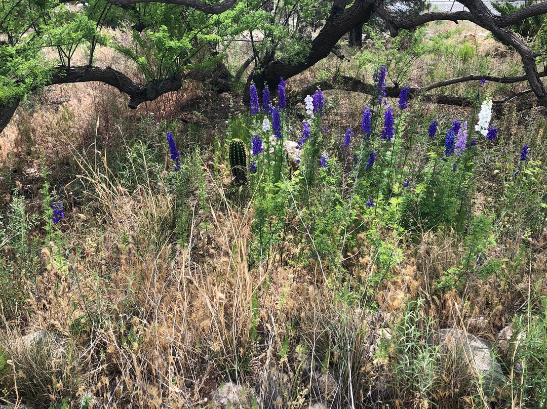 The Clarkdale Lodge主图