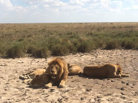 Leeu Tours and Safaris-莫西必去景点