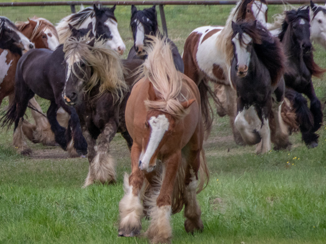 Aunique Ranch Gypsy Cob Vanner Horses-Huntsville必去景点