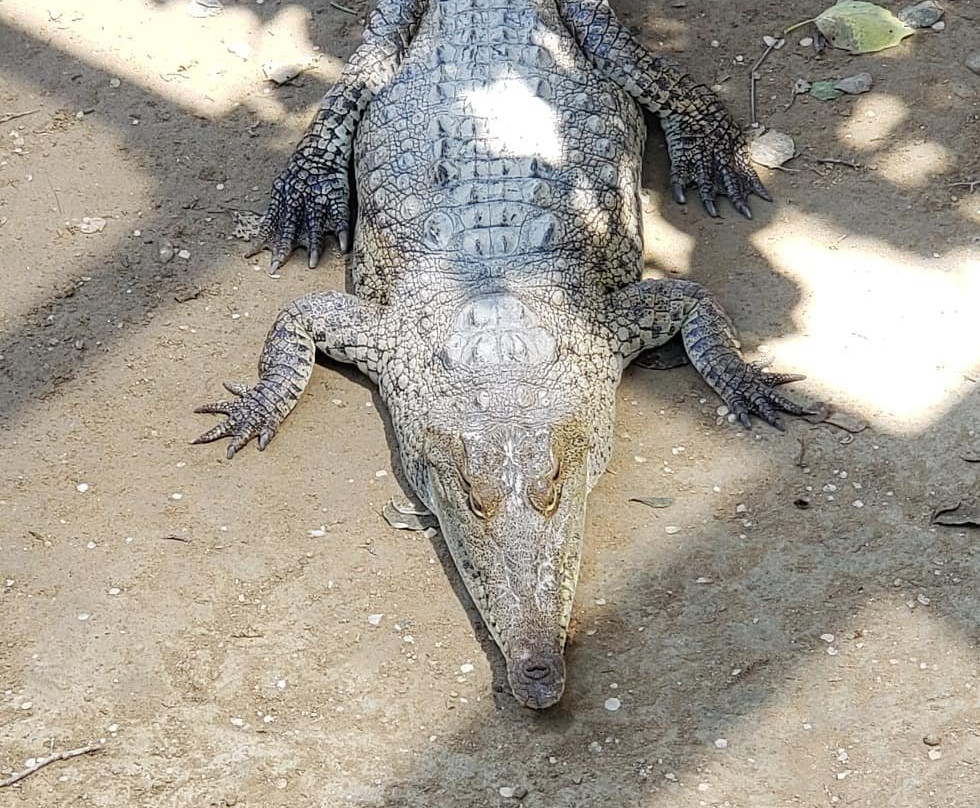 Zoocriadero de Cocodrilos-Tumbes必去景点