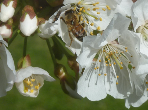 隆戈麦酒店主图