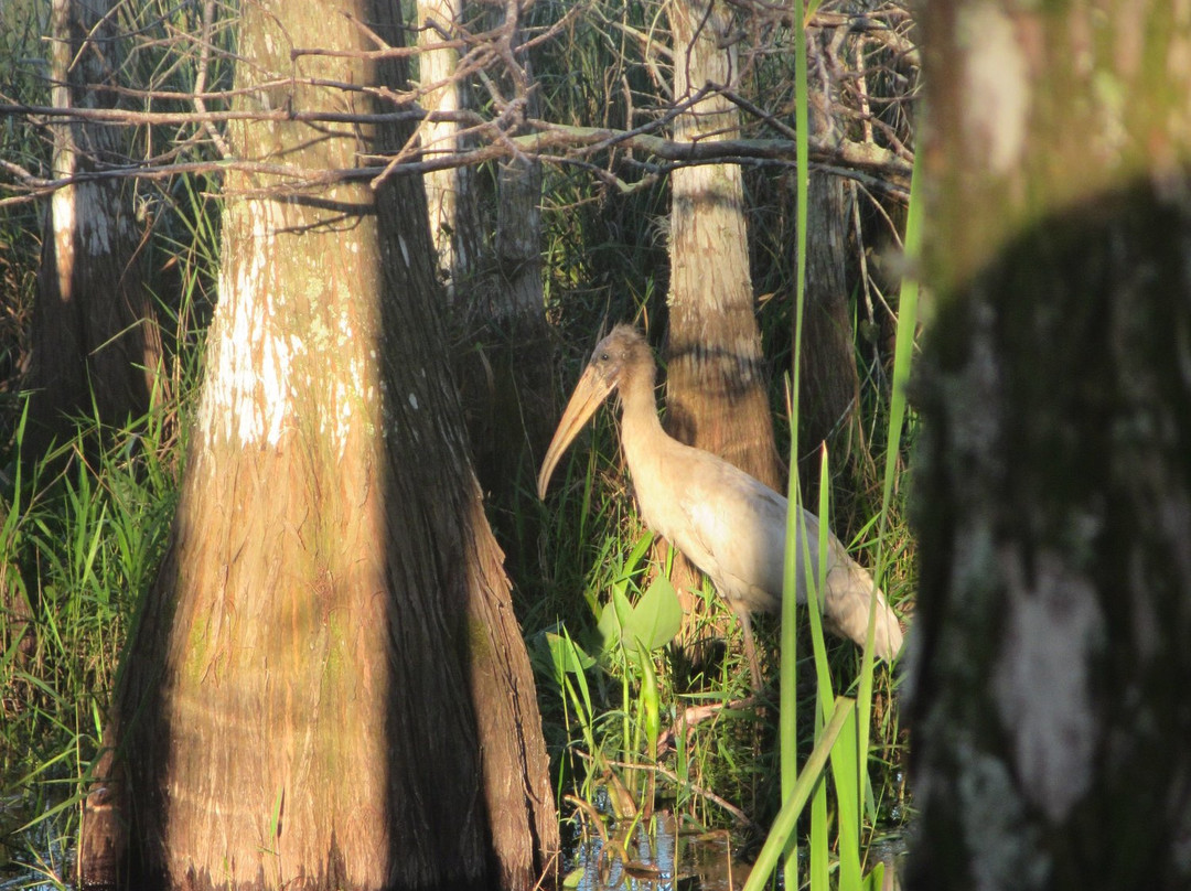 Everglades Wilderness Institute景点图片