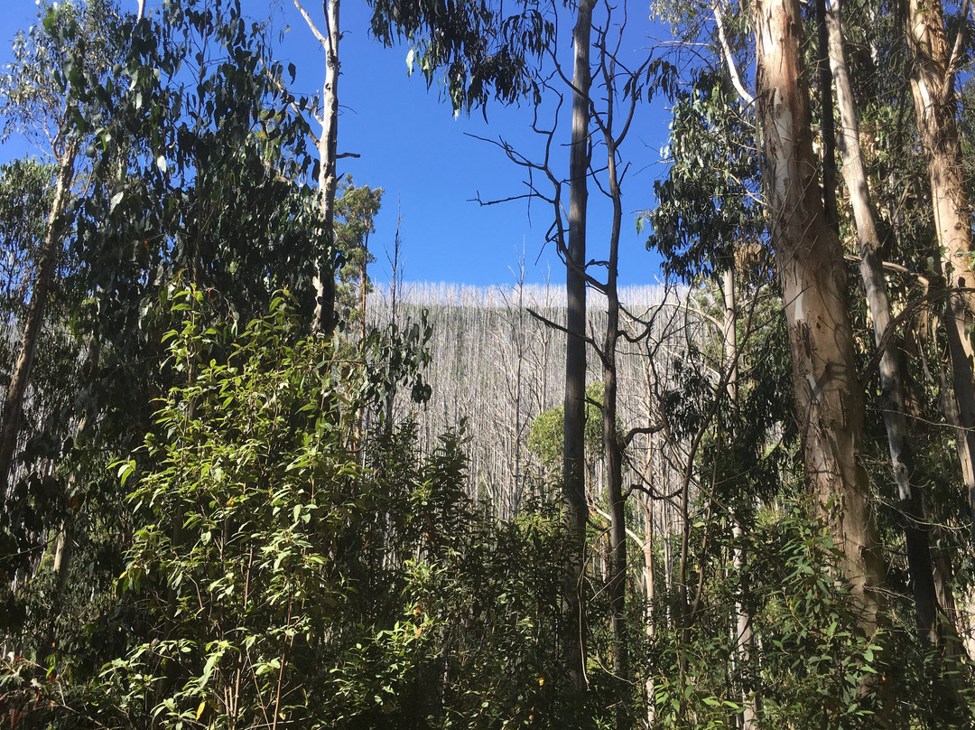 Lady Talbot Forest Drive景点图片