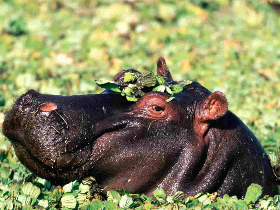 Ifude Tours & Safaris Co. Ltd-阿鲁沙必去景点