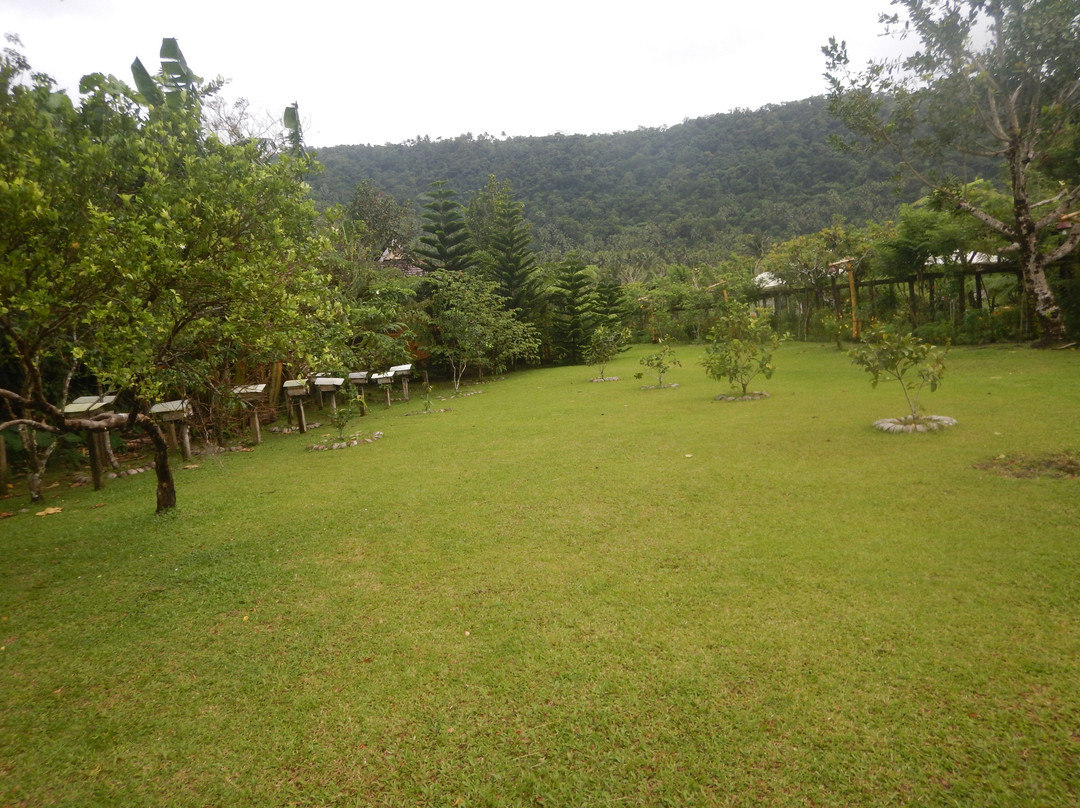 Balay Buhay Sa Uma Bee Farm景点图片