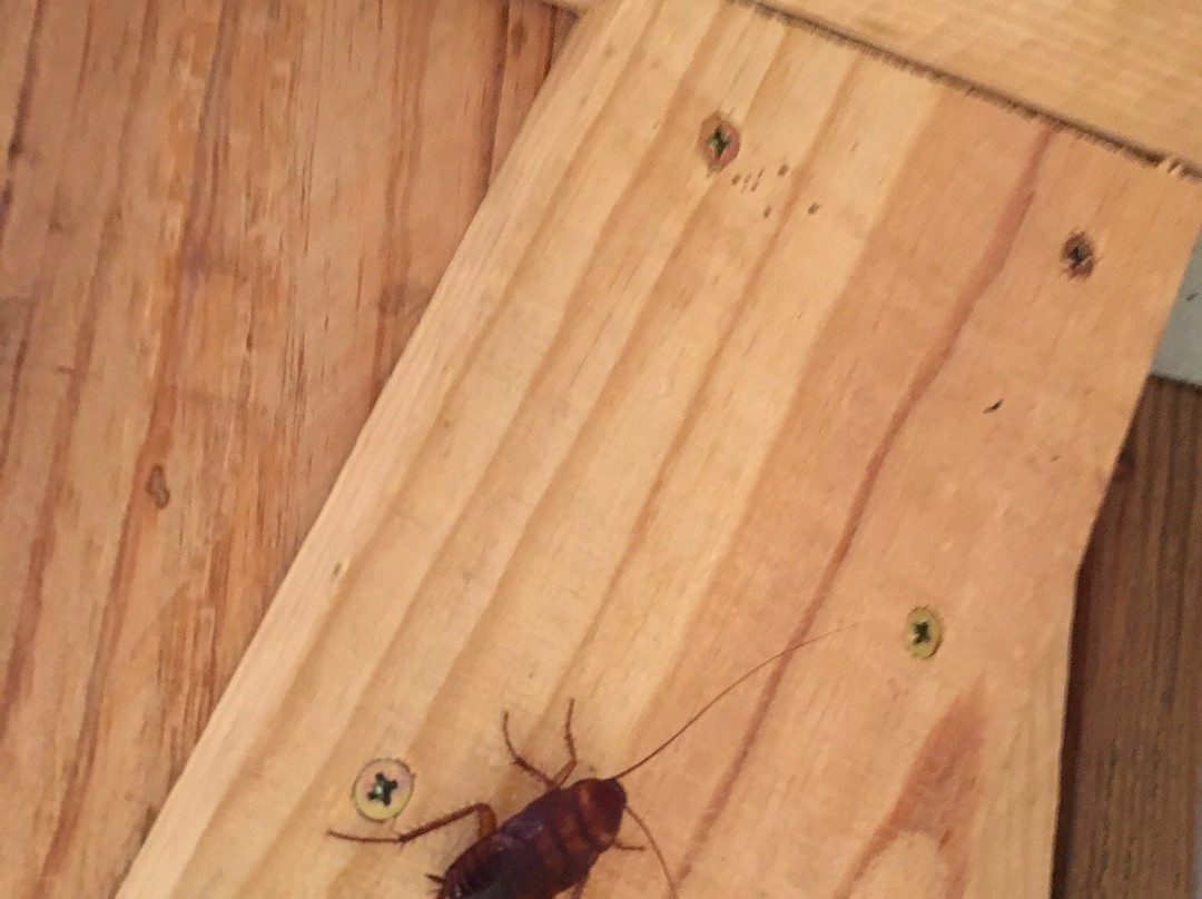 Marama Lodge Tahiti主图