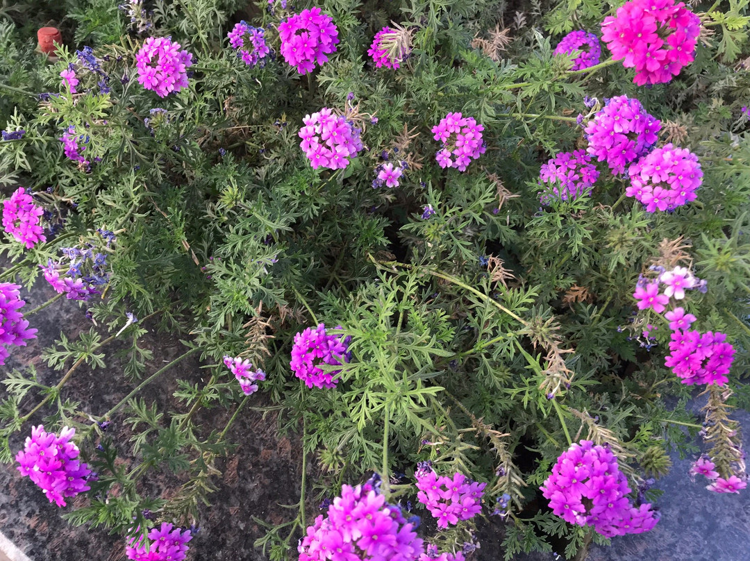 Click Hotel Sagar Plaza Chakan, Pune主图