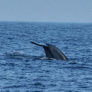 Ocean Explorers-美蕊沙必去景点