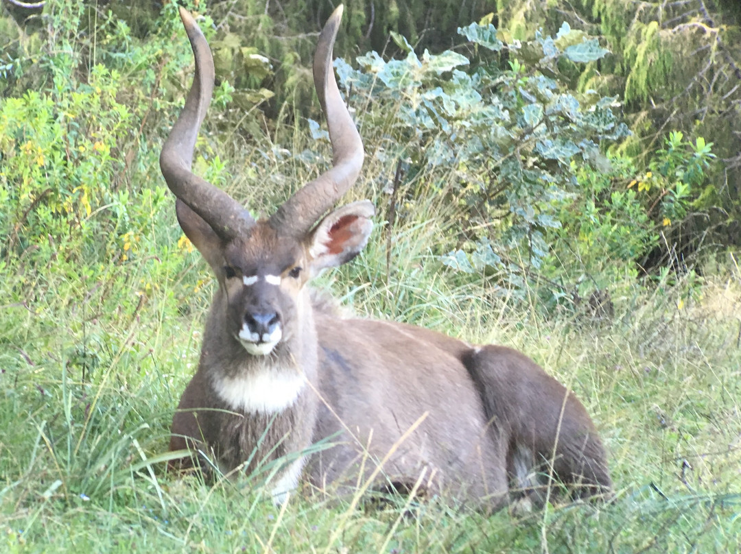Bale Mountains Eco Trekking Tours景点图片