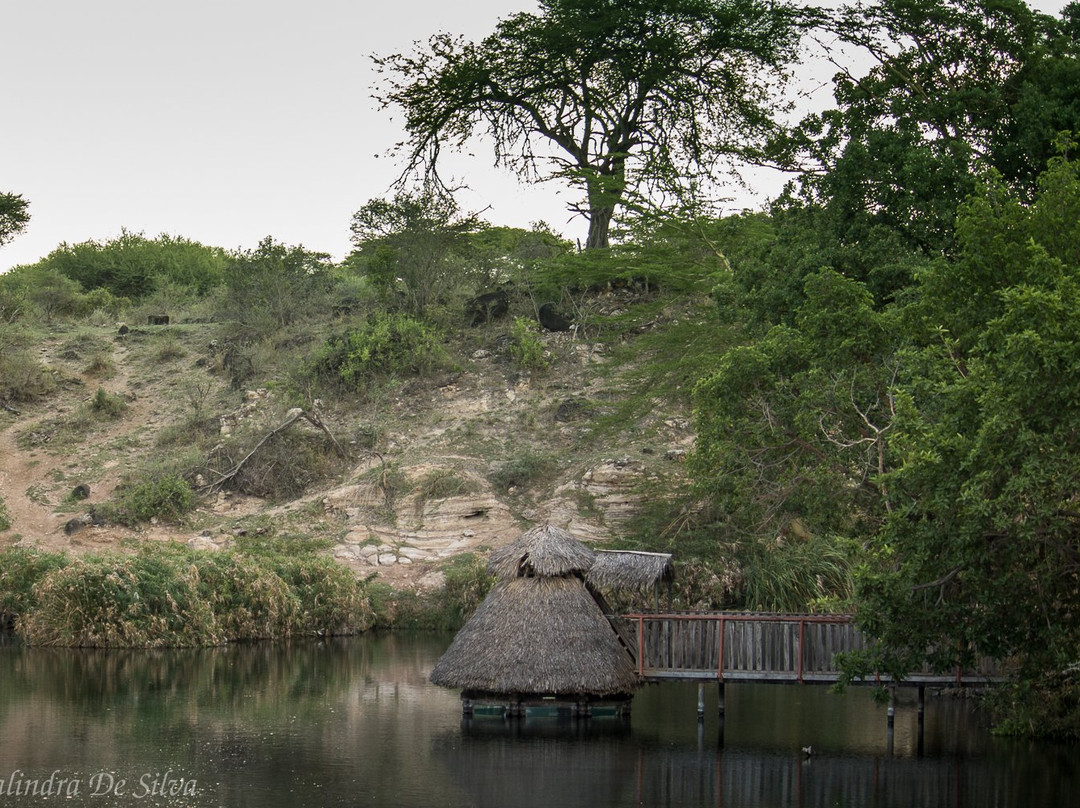 Mzima Springs景点图片