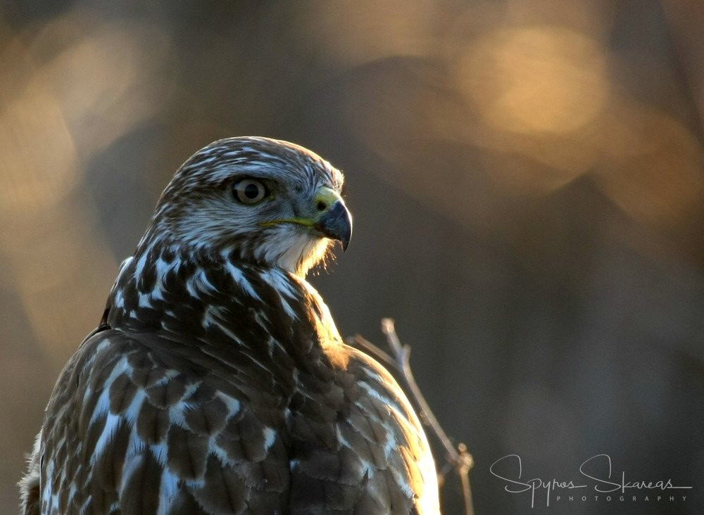 Greece Bird Tours-Marathon必去景点