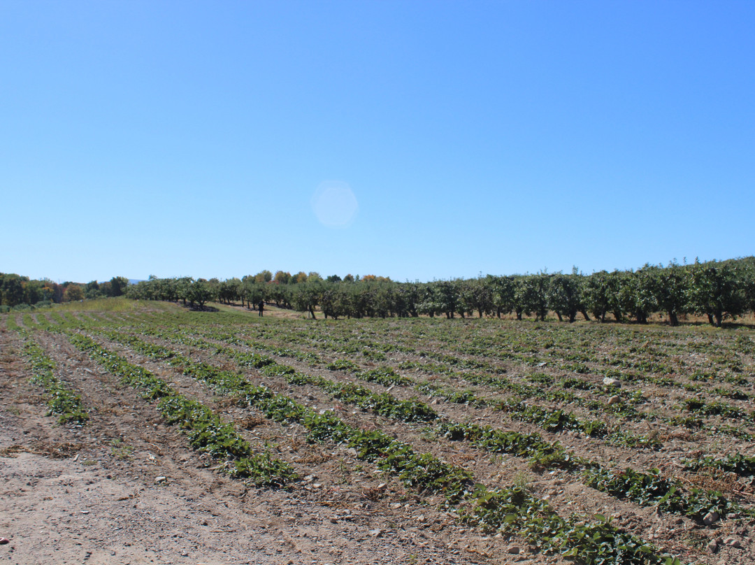 Lawrence Farms Orchards景点图片