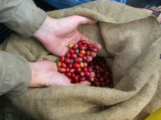 Rancho Aloha-哈陆亚洛亚必去景点