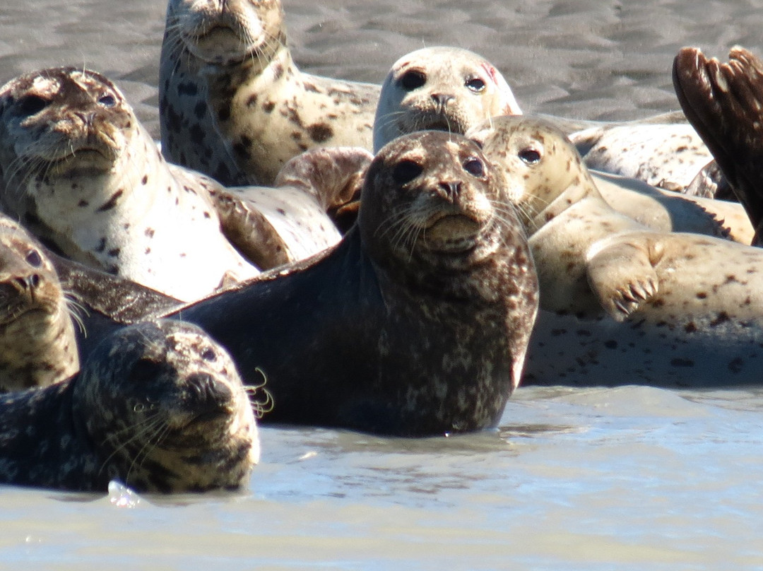 Alaska Charters and Adventures景点图片