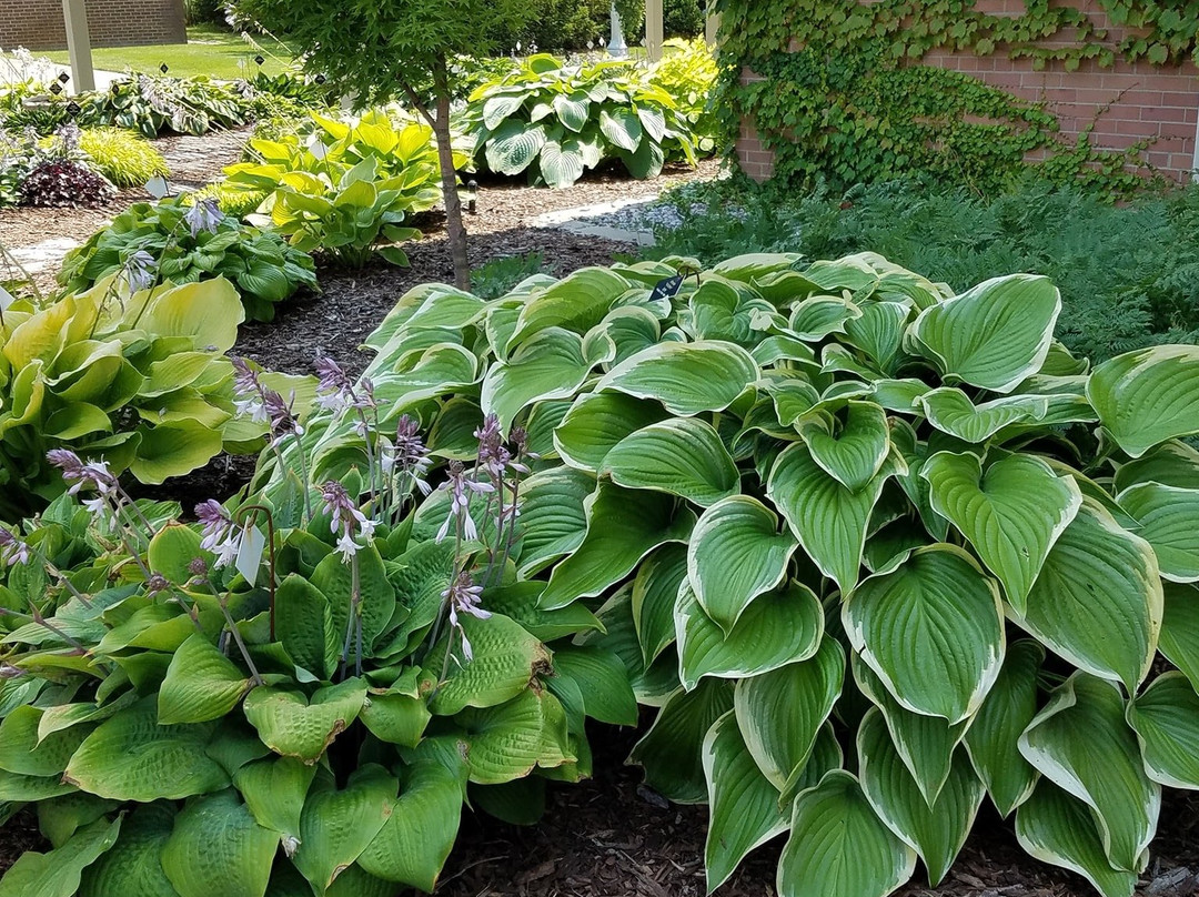 Michigan State University Horticultural Gardens景点图片