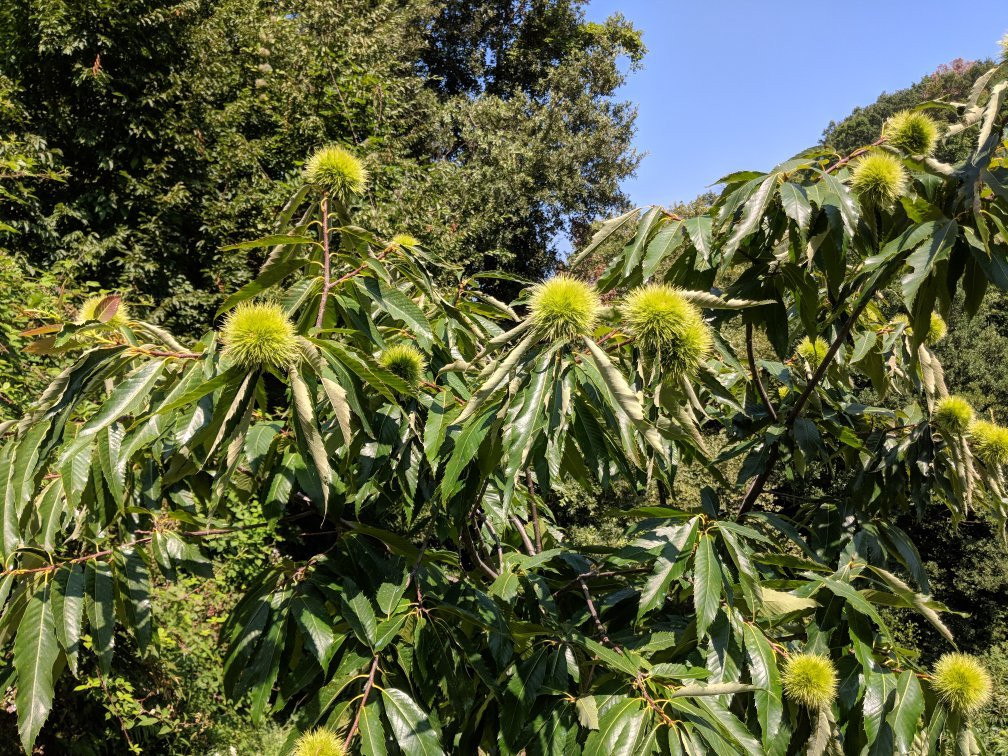 Hike Away in Pelion-Tsagkarada必去景点