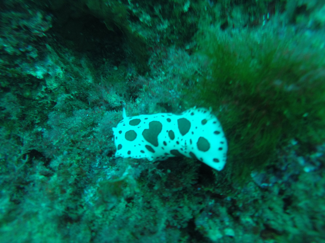 Rosa dei Venti - Diving Center-巴勒莫必去景点