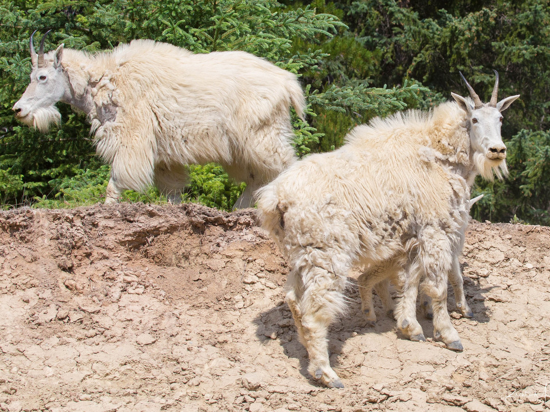 BMerry Photography-班夫必去景点