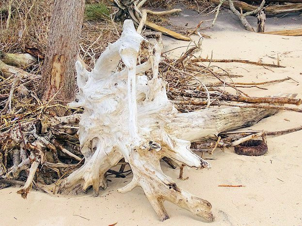 Big Talbot Island State Park景点图片