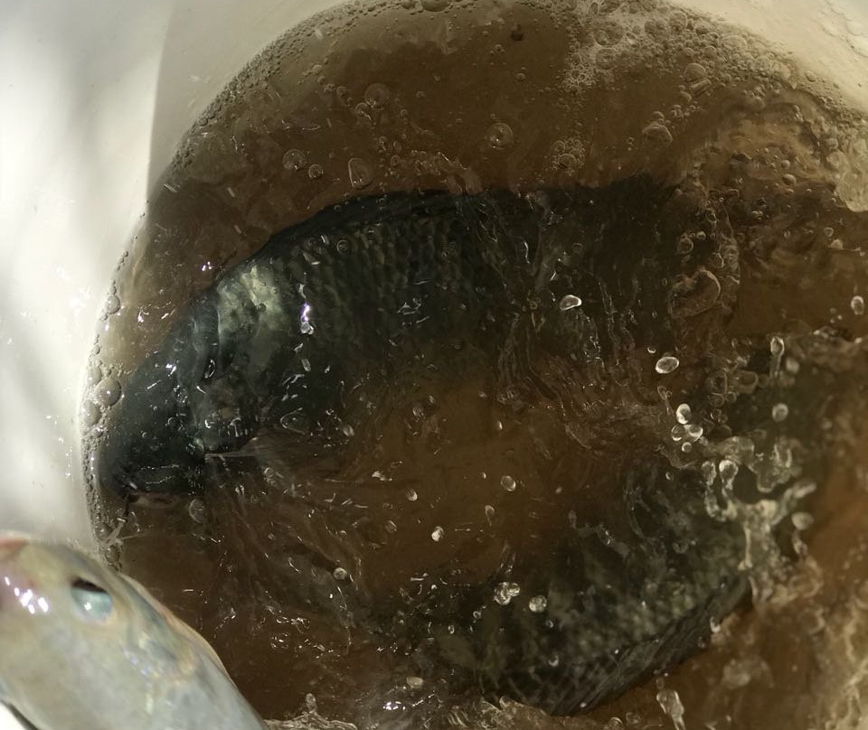 Mc Cooks Pen旅游攻略图片