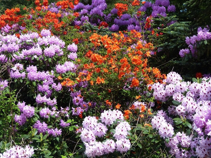 Rhododendronpark Jansen景点图片