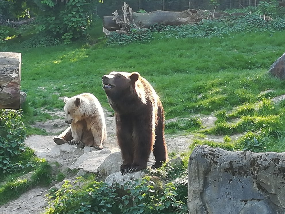 Heimat-Tierpark Olderdissen景点图片