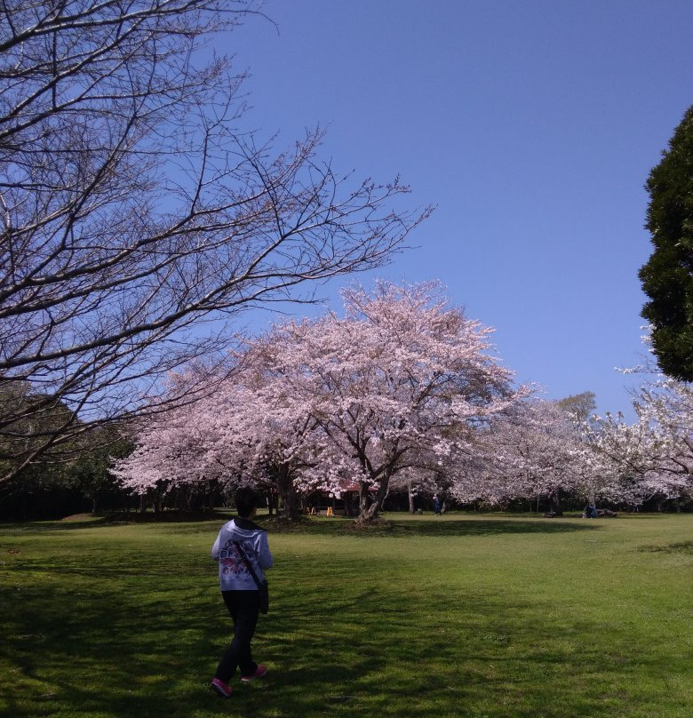 Taibusamisaki Nature Park-南房总市必去景点