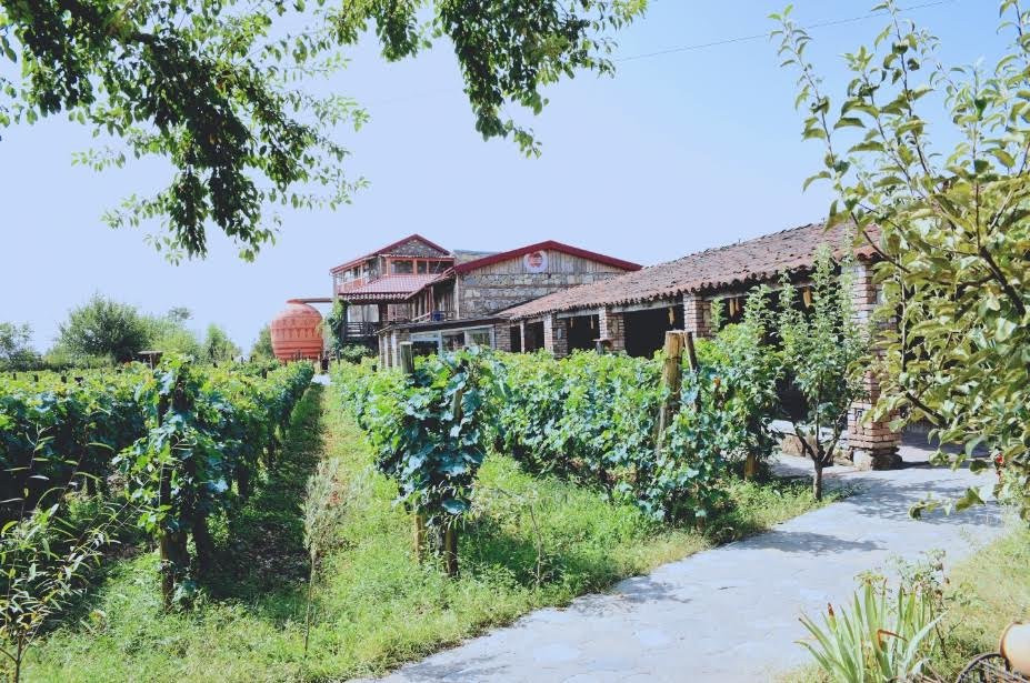 Qvevri and Qvevri Wine Museum景点图片