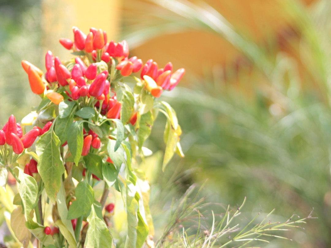 Solar da Serra主图