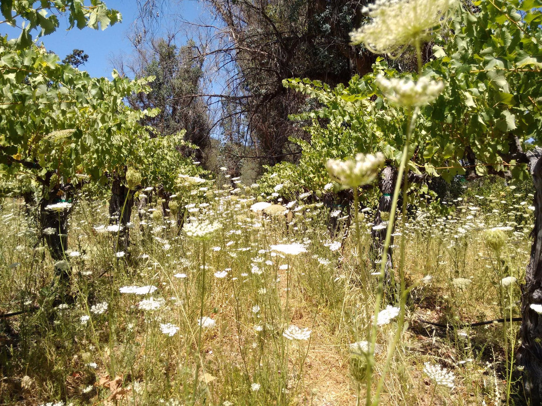 Pope Valley Winery-Pope Valley必去景点