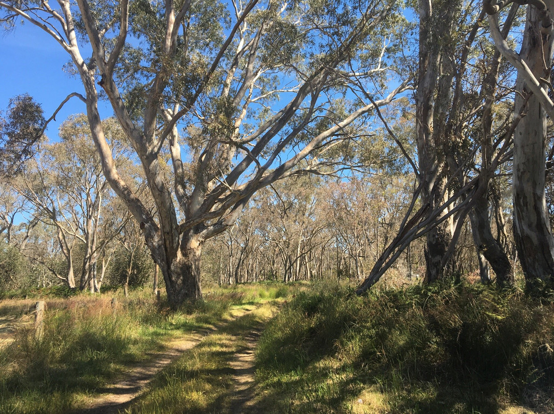 Edenhope旅游景点-Apsley Bushland Reserve