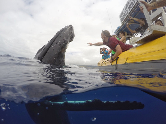 终极观鲸之旅-拉海纳必去景点