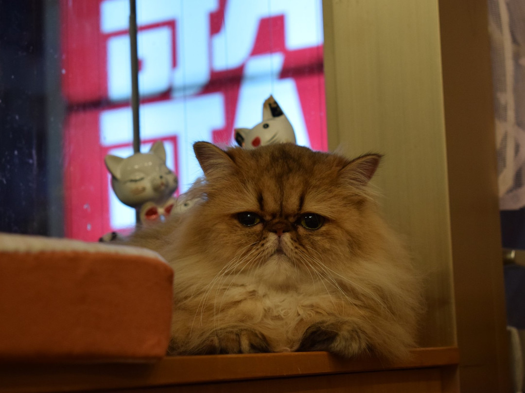 Cat Cafe Nyankoto-Takadanobaba必去景点