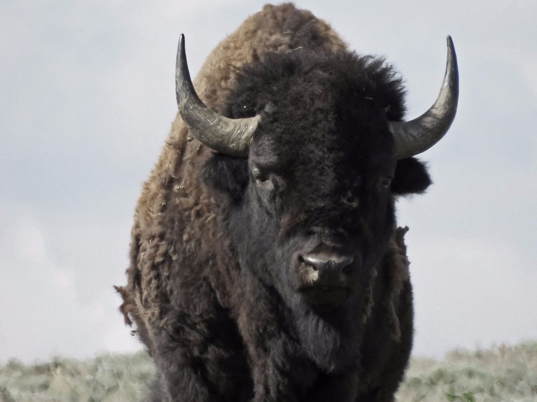 American Prairie National Discovery Center-Lewistown必去景点