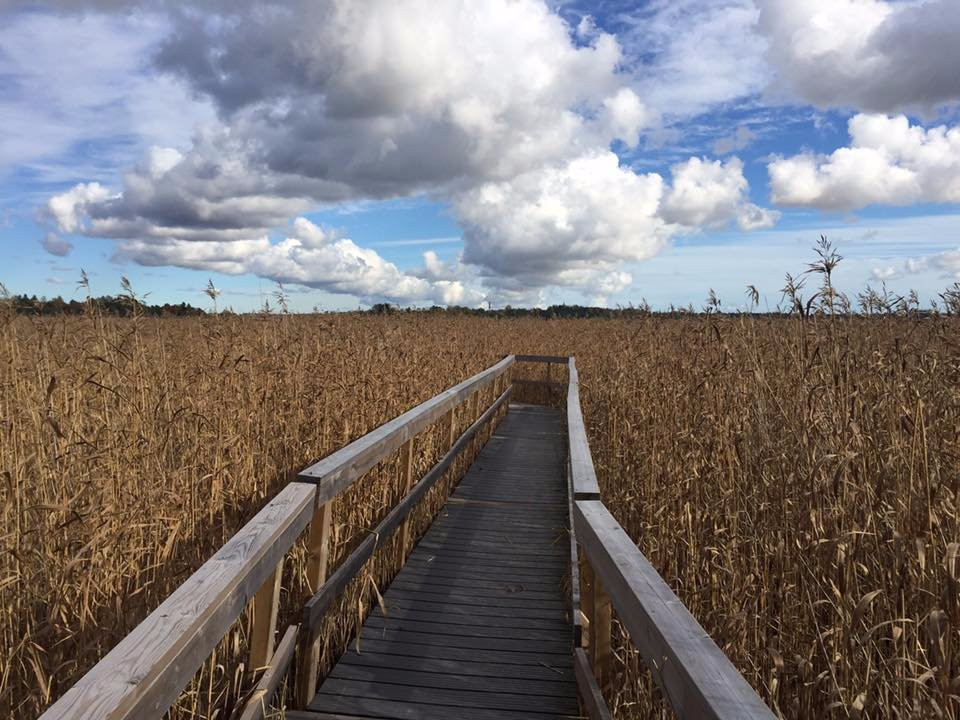 Laajalahti Nature Reserve景点图片