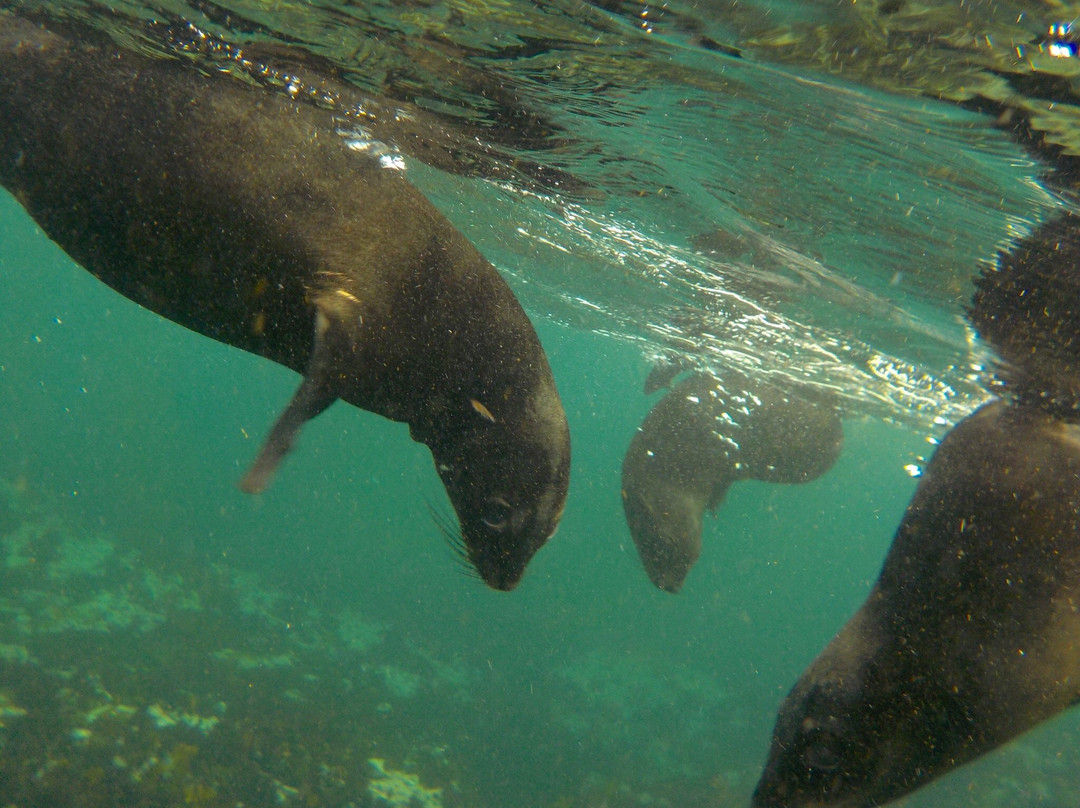 Animal Ocean Seal Snorkeling景点图片