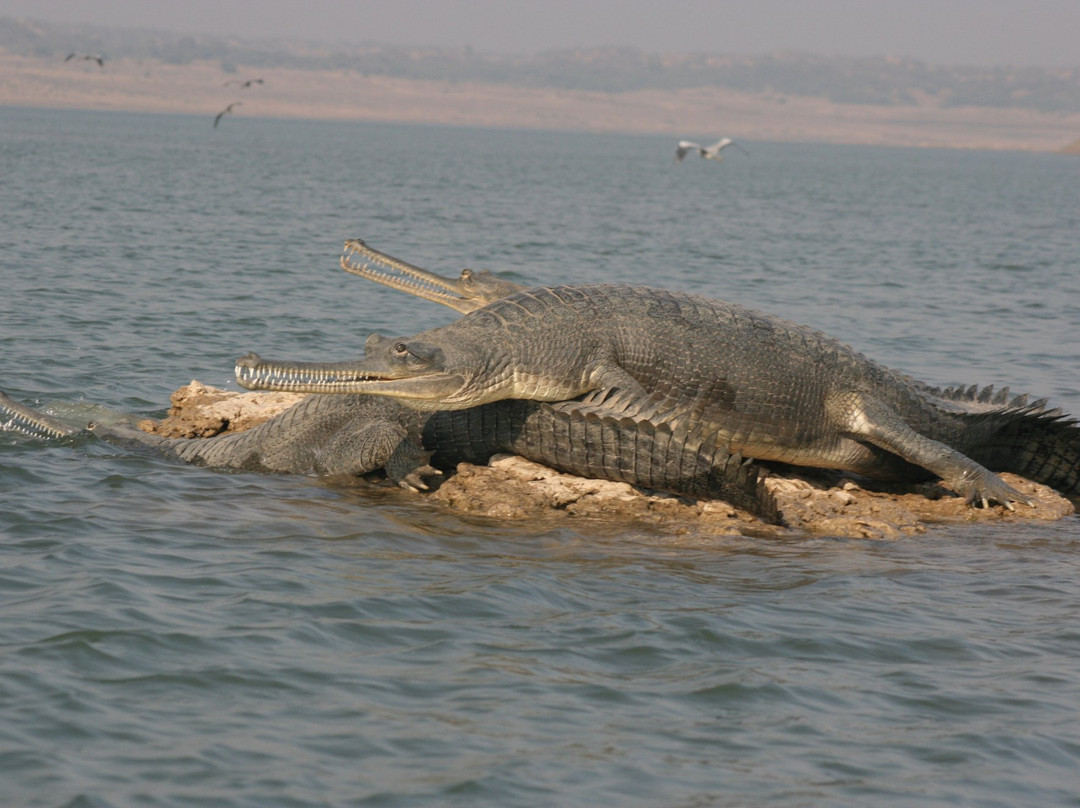 Bhind旅游景点-National Chambal Sanctuary NCS